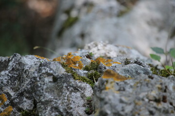 rock with lichen, grass and moss