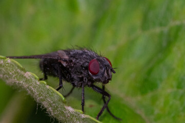 fly sitting on leaf macro