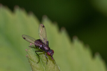 fly sitting on leaf macro