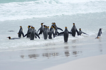 King penguins on a beach at Falkland Island
