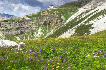 Fototapeta na wymiar Incredible nature landscape in Dolomites Alps. Spring blooming meadow. Flowers in the mountains. Spring fresh flowers.Colorful nature background.Perfect holiday