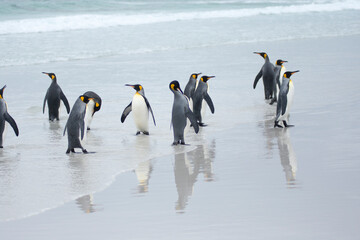 Fototapeta na wymiar King penguins on a beach at Falkland Island