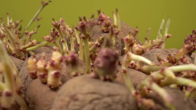 Closeup view 4k video footage of old organic potatoes tubers with growing fresh young sprouts isolated on green background.