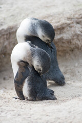 Magellan penguin baby's 