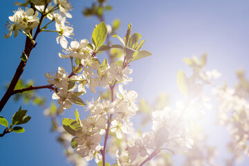 cherry blossoms against a blue sky