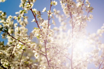 cherry blossoms against a blue sky