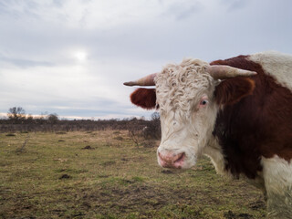 Single cow in the pasture stare at camera during overcast day.