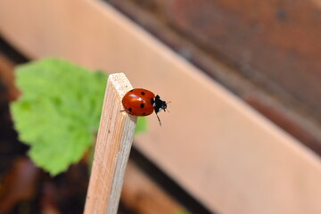 Ladybirds are useful insects and one of the greatest allies of the farmer and the gardener as they feed on aphids They are nature’s own pest controllers and are more effective than poisonous chemicals