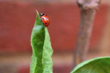 Ladybirds appear as half spheres tiny spotted round or oval shaped domes. They have short legs and antennae Ladybugs voraciously consume plant eating insects and by doing so they help to protect crops