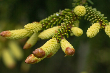 close up of evergreen tree buds