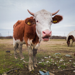Fototapeta na wymiar Single cow making grimace on the pasture during overcast day