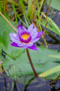 pink water lilly
