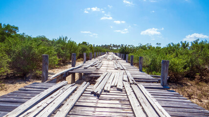wooden bridge in the forest