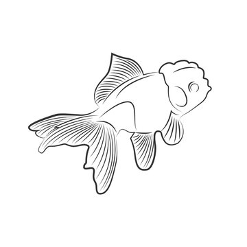 404 Best Ranchu Images Stock Photos Vectors Adobe Stock