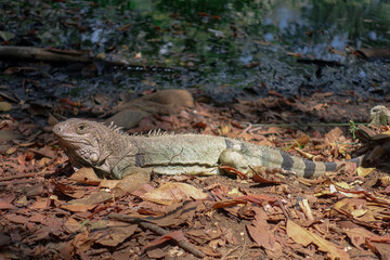 Big iguana lizard with skin color of earth and with long tail on the ground in botanical garden on a sunny day. Medellin, Colombia