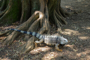Big iguana lizard with skin color of earth and with long tail on the ground in botanical garden on a sunny day. Medellin, Colombia