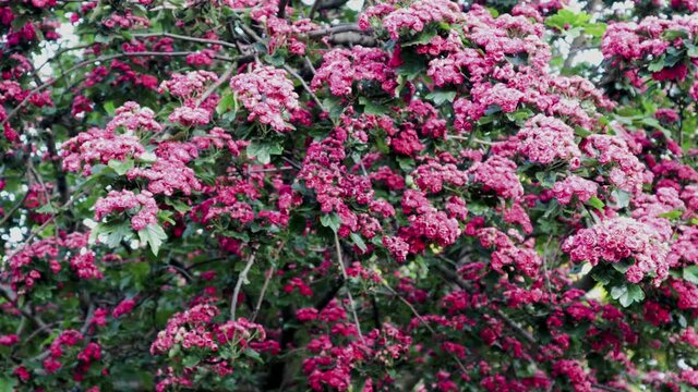 Bush of pink flowers