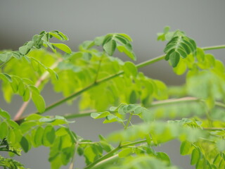 green leaves on a branch