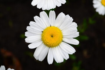 Fototapeta premium White camomile flower with a yellow middle on a dark background.