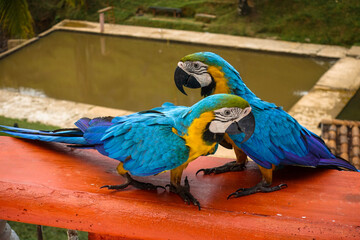 Two blue and yellow macaws, wild parrots in the garden are lookling for food. Colombia 
