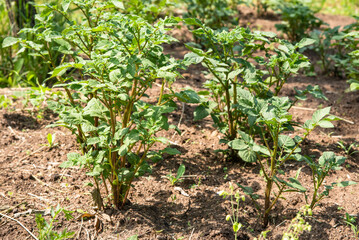 Bushes of young potatoes on a rural bed