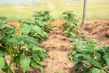 Growing vegetables in a greenhouse - a bed with tomatoes in early summer