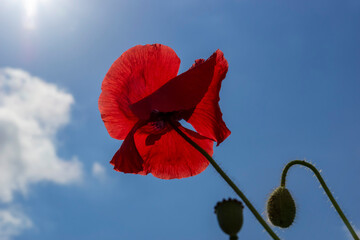 red poppy in the sun against a blue sky