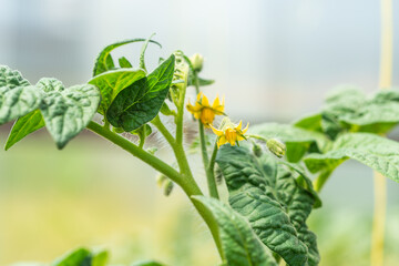 Growing vegetables in a greenhouse - yellow flowers on a tomato bush, closeup, selective focus