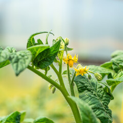Growing vegetables in a greenhouse - yellow flowers on a tomato bush, closeup, selective focus