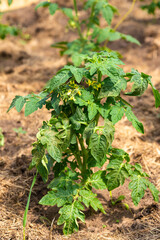 Growing vegetables in a greenhouse - close-up of tomato bushes in a greenhouse