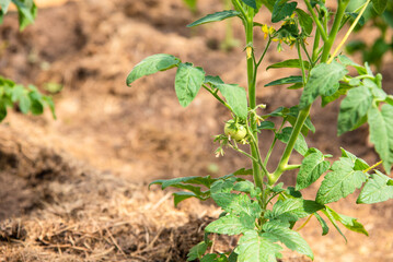 Small green tomato on a tomato bush close-up