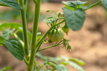 Small green tomato on a tomato bush close-up