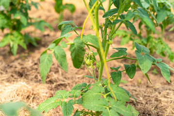 Growing vegetables in a greenhouse - small green tomato on a tomato bush close-up