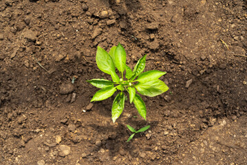 Bush of bell pepper growing on brown ground, top view