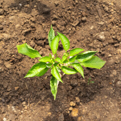 Bush of bell pepper growing on brown ground, top view