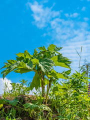 Hogweed bush growing on a hill, blue sky in the background