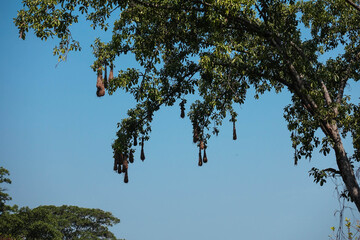 Plenty of birds nests hanging on tall tropical tree, Minca, Colombia