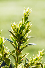Small branch