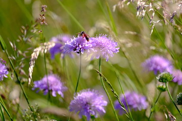 Sommerliche Blumenwiese mit Insekt