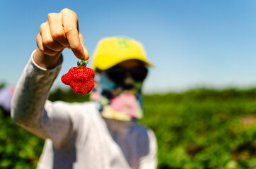 Close up of holding red fresh and ready strawberry and wearing protective mask during COVID virus pandemic
