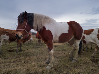 Tricolor horse stands in pasture among cow herd  during cloudy day.