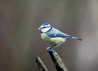 Bluetit in the woods
