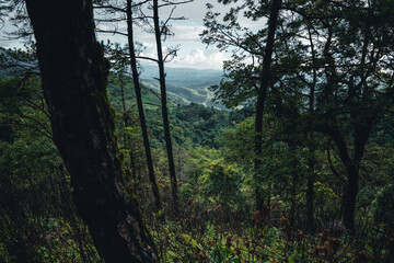 Fototapeta premium Mountains and green trees during the day