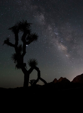Joshua tree silhouette against the milky way with Jupiter peeking from behind a branch