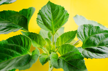 Bright green young Mammoth sunflower plant on yellow background