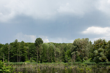big lake in the green forest
