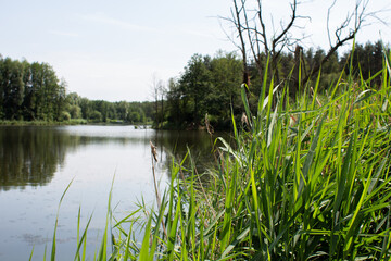 big lake in the green forest