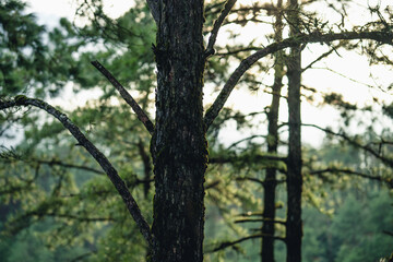 Mountains and green trees during the day