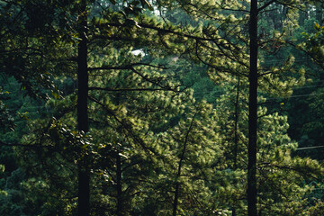 Mountains and green trees during the day