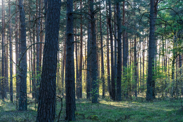 Springtime in a backlit pine tree forest